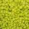 Green fresh gold moss sedum texture as background.