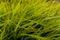 Green fresh grass background look