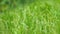Green fresh grass of lawn in a  meadow, garden, land or park. natural field background. copyspace texture