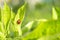 Green fresh grass leaves with selective focus and ladybug in focus during positive sunny day, shiny blurred nature background