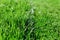 Green fresh grass. Partially cut grass lawn. Difference between perfectly mowed, trimmed garden lawn or field for sports, golf and