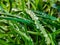 Green and fresh grass with water drops