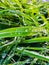 Green and fresh grass with water drops