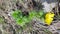 Green fresh herb with yellow petal blossom. Luxuriant green plant with yellow flower top view on blurred background. Blooming