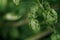 Green fresh hop cones for making beer and bread closeup, agricultural background