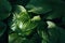 Green fresh hosta leaves with water drops