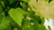 Green fresh leaf on a birch branch. Close-up. Summer hot day in nature in the forest.