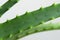 Green fresh leaves of aloe close-up macro shot. Aloe texture. Green background, wallpaper with tropical plant. Aloe vera for the