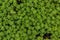 Green fresh leaves background, Sedum reflexum or Sedum rupestre