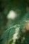 Green fresh leaves. Blurred background. Summer or Spring season. Tree branch with green leaves. Detailed vector plant, isolated on