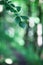 Green fresh leaves. Blurred background. Summer or Spring season. Tree branch with green leaves. Detailed vector plant, isolated on