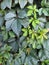 Green fresh leaves of maiden vine. natural background of girlish grapes ivy