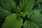 Green fresh leaves of mint, lemon balm close-up macro shot. Mint leaf texture. Ecology natural layout. Mint leaves pattern,