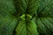 Green fresh leaves of mint, lemon balm close-up macro shot. Mint leaf texture. Ecology natural layout. Mint leaves pattern,