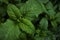 Green fresh leaves of mint, lemon balm close-up macro shot. Mint leaf texture. Ecology natural layout. Mint leaves pattern,