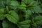 Green fresh leaves of mint, lemon balm close-up macro shot. Mint leaf texture. Ecology natural layout. Mint leaves pattern,