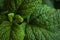 Green fresh leaves of mint, lemon balm close-up macro shot. Mint leaf texture. Ecology natural layout. Mint leaves pattern,