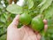 Green fresh limes in a farmer`s hand in a farm being checked for their quality