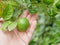 Green fresh limes in a farmer`s hand in a farm being checked for their quality