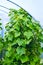 Green fresh lush beautiful foliage of a cucumber plant in a greenhouse.