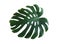 Green fresh monstera leaf isolated. Tropical plant