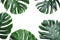 Green fresh monstera leaves on white background. Tropical plant