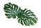 Green fresh monstera leaves on white. Tropical plant