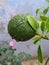 Green fresh mosambi fruit in rain