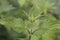 Green fresh nettle plant, Urtica Dioica.