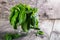 Green fresh organic basilic on the wooden table. Rustic style