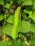 Green fresh organic winged bean (Princess bean/Asparagus pea) in