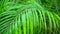 Green and fresh palm leaves in close-up photography.