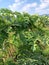 Green fresh papaya leaves and beautiful sky