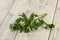 Green fresh parsley branch herb