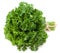 green fresh parsley isolated on white background. parsley bunch. full depth of field