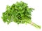 green fresh parsley isolated on white background. parsley bunch. full depth of field