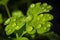 Green fresh parsley leaf dewy with water. Macro photography. Selective Focus. Close up