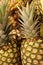Green fresh pineapples in bright yellow market light background