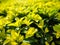 Green fresh plants grass closeup for background