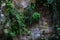 Green fresh  plants growing from a canyon rocky surface