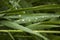 Green fresh plants reed with rain drops closeup cool background