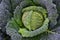 Green fresh savoy cabbage grows in the field and is covered with hoarfrost and drops of water, in autumn at harvest time