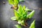 Green fresh sorrel grows in agrofiber outdoors