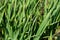 Green fresh spring garlic grass grow in garden