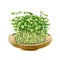 Green fresh sprouts in a wooden round plate. Watercolor illustration. Healthy microgreen vegetarian eating concept. Raw