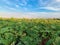 Green fresh tea, agricultural plant fields in countryside of Taiwan in spring season. Rural area. Farm pattern natural texture