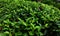 Green fresh tea tree bush