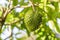 Green fresh tropical fruit Soursop or Annona muricata or Sirsak, still hanging on the tree on the island of Zanzibar, Tanzania,