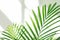 Green fresh tropical houseplant palm leaves with window shadows on white wall background