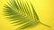 Green fresh tropical palm leaf placed on yellow background. Minimal nature. Summer Style.